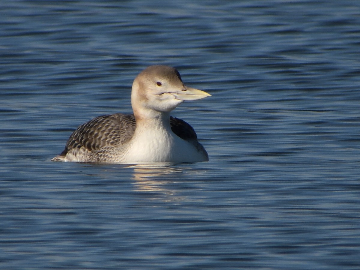 Yellow-billed Loon - ML629938061
