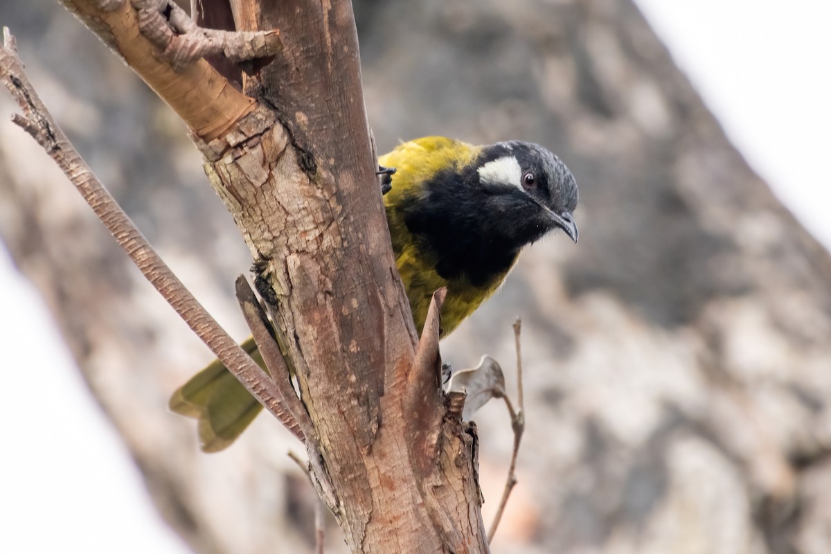 White-eared Honeyeater - ML629938430
