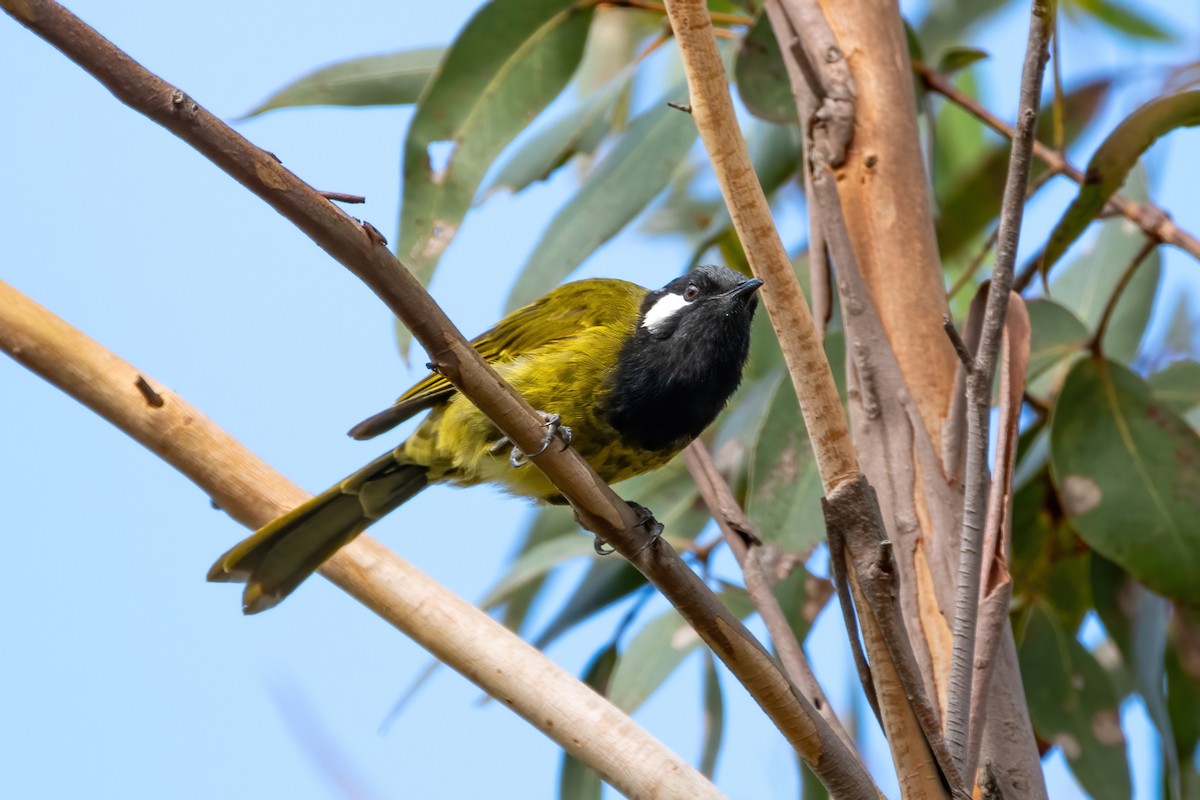 White-eared Honeyeater - ML629938458