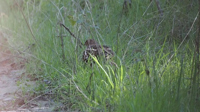 Ruffed Grouse - ML629938588