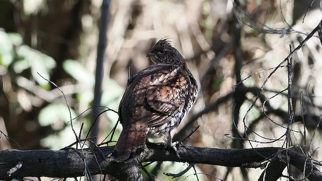 Ruffed Grouse - ML629938596