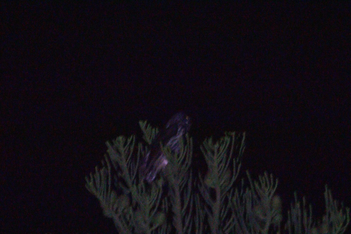 Stygian Owl - ML629938685