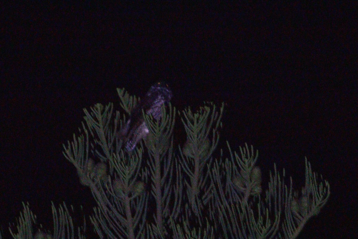 Stygian Owl - ML629938686