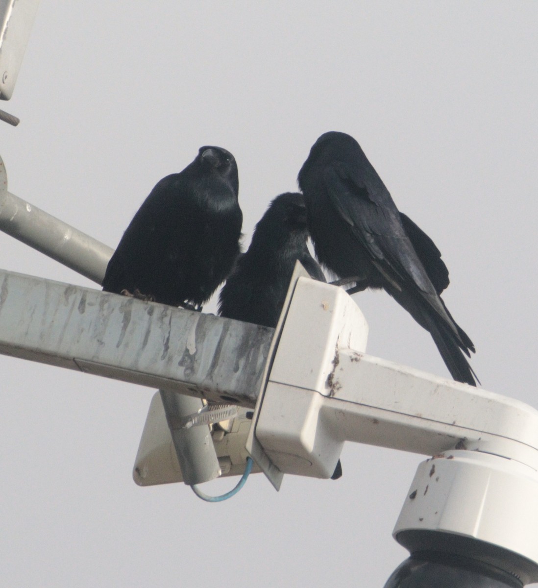 Tamaulipas Crow - ML629938958
