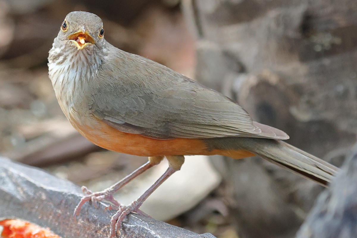 Rufous-bellied Thrush - ML629938990