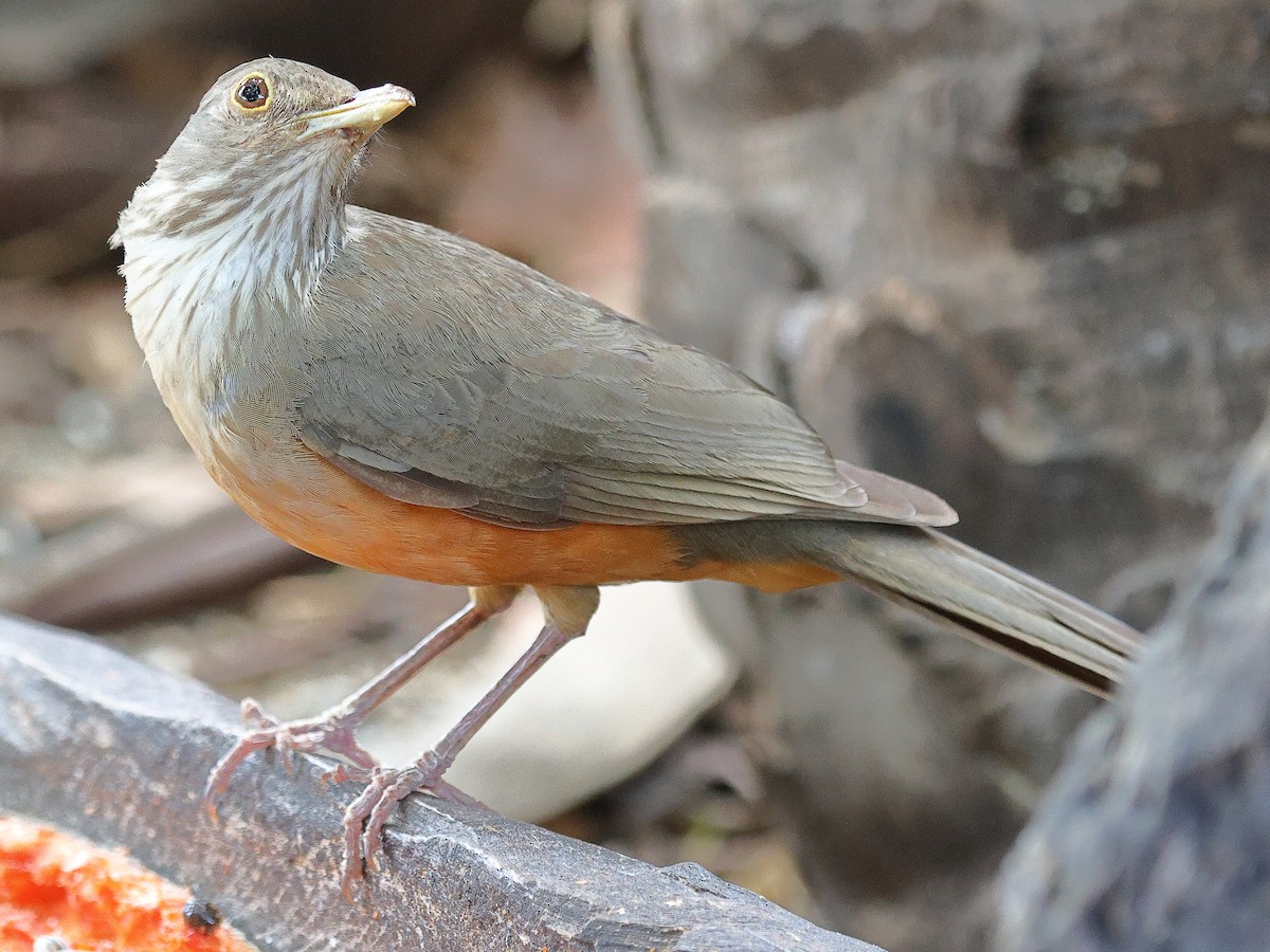 Rufous-bellied Thrush - ML629938991