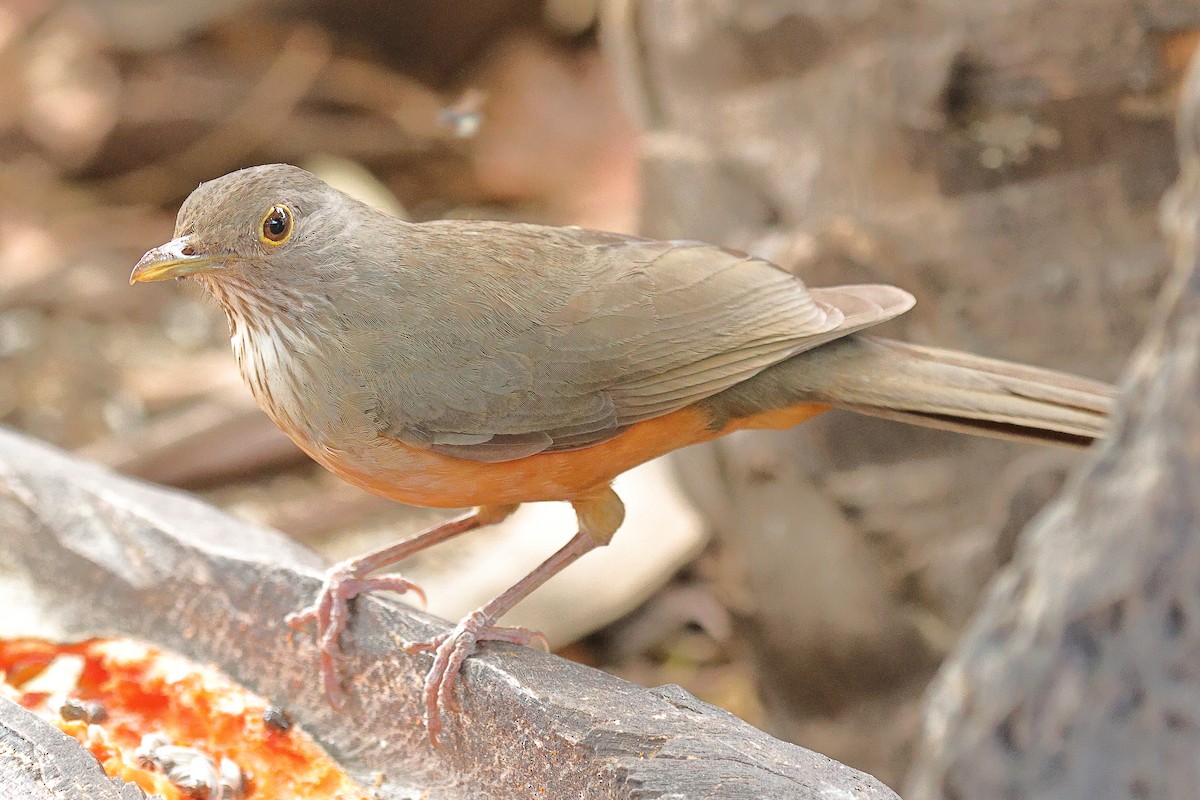 Rufous-bellied Thrush - ML629938992