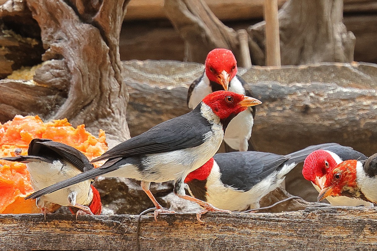 Yellow-billed Cardinal - ML629938998