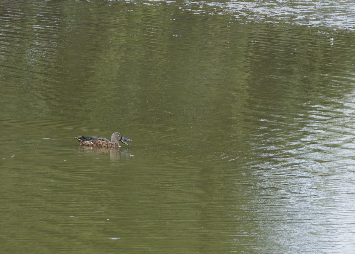 Canard bridé - ML629939003