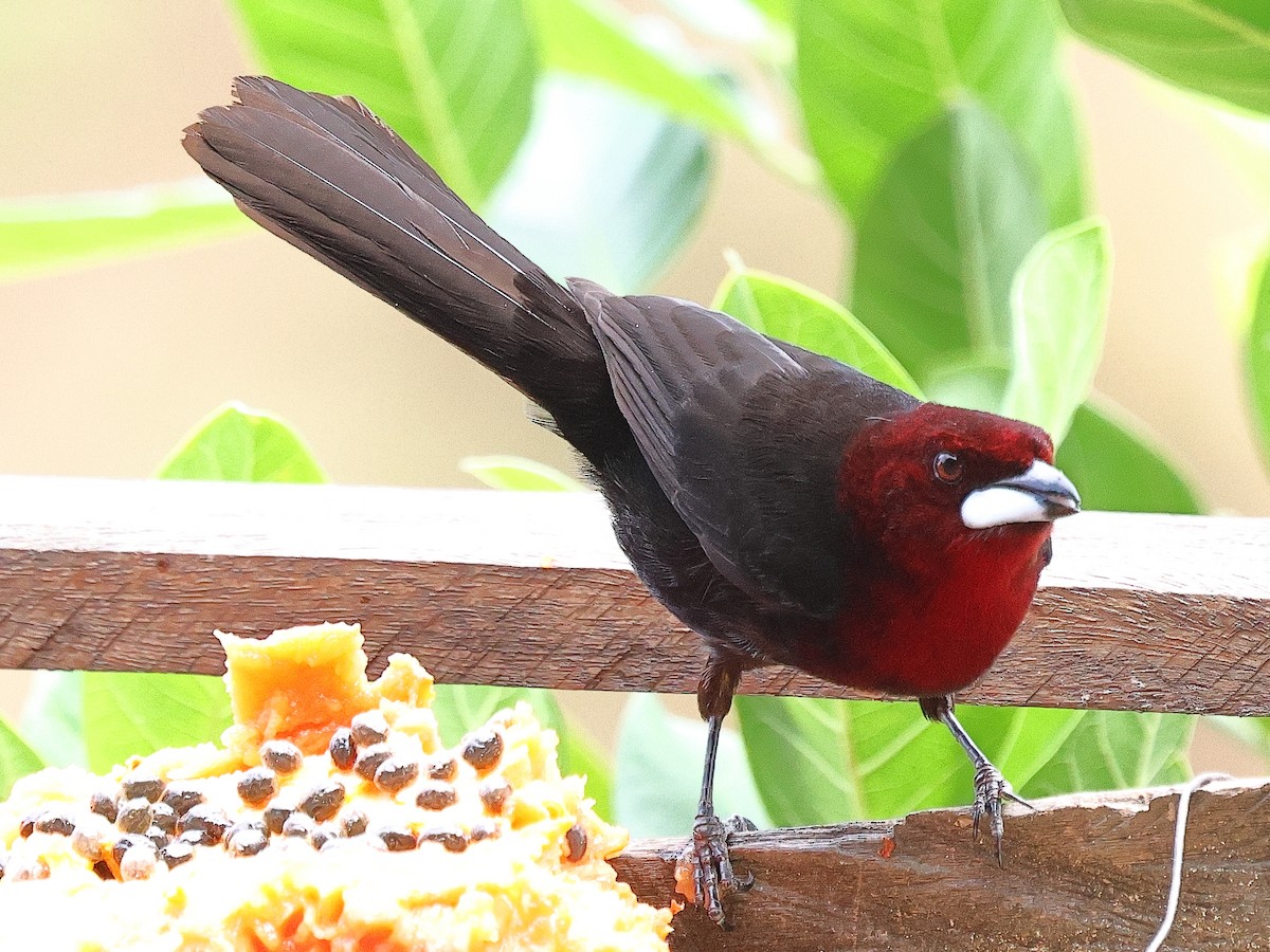 Silver-beaked Tanager - ML629939005