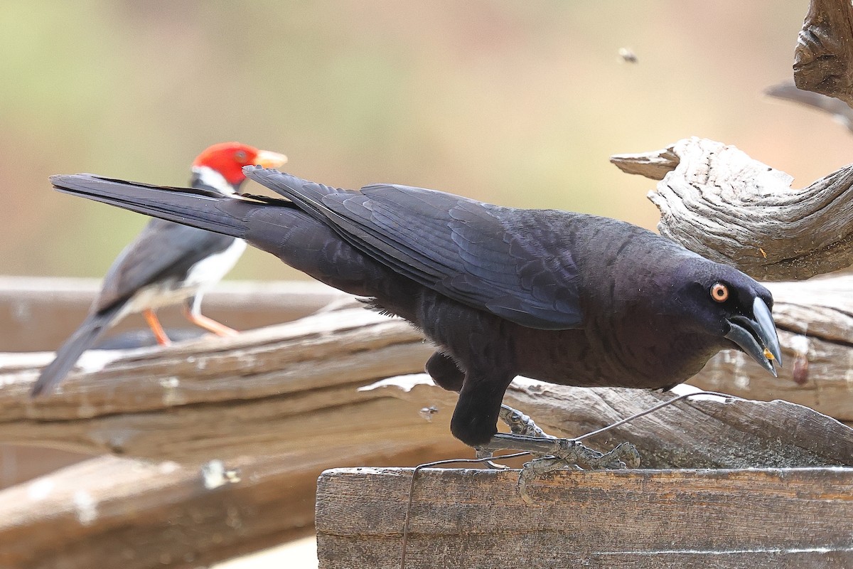 Giant Cowbird - ML629939013