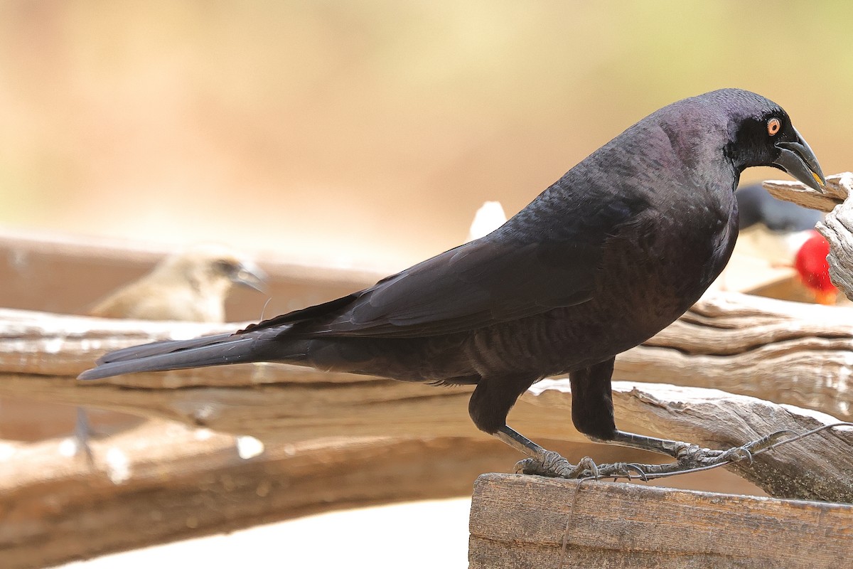 Giant Cowbird - ML629939014