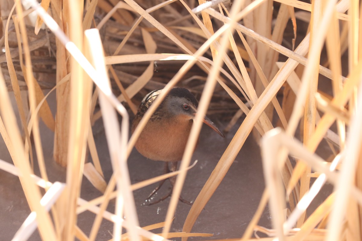 Virginia Rail - ML629939048