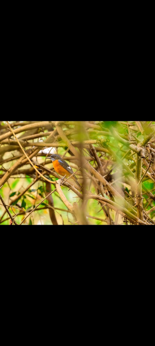 Blue-capped Rock-Thrush - ML629939076