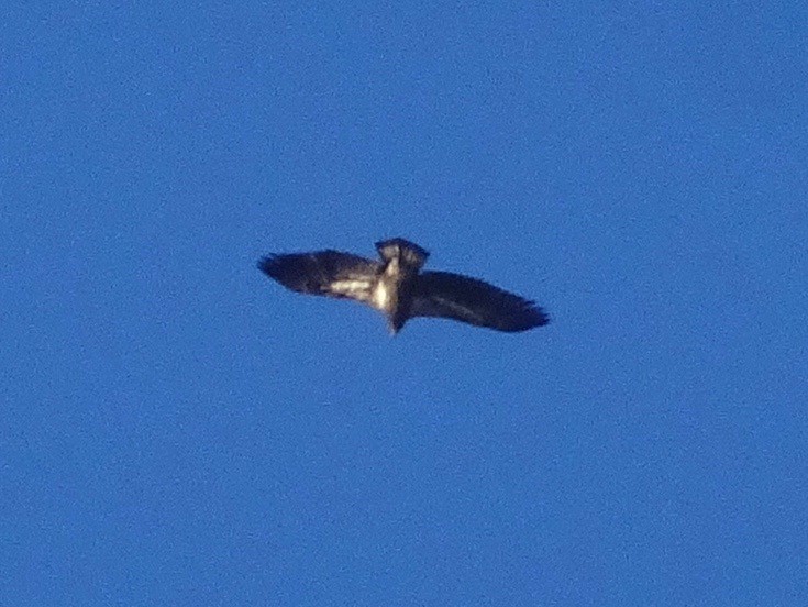 Bald Eagle - ML629939198