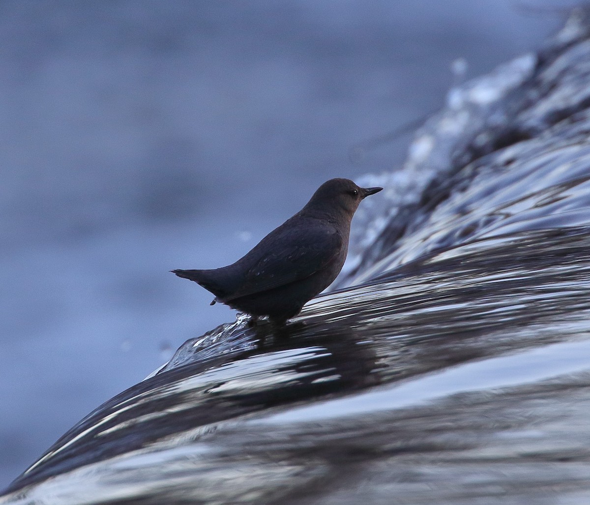 eBird Checklist - 30 Jan 2025 - Carson River Park/Silver Saddle Ranch ...