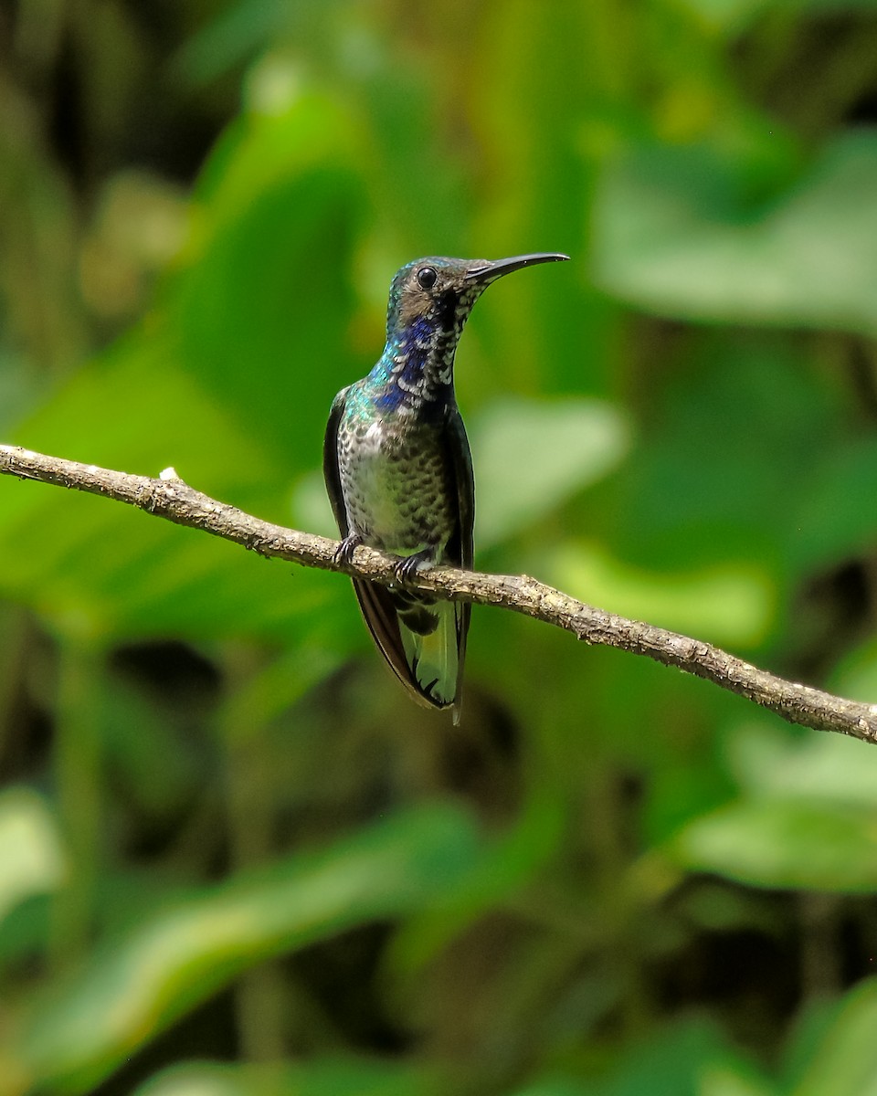 White-necked Jacobin - ML629939251