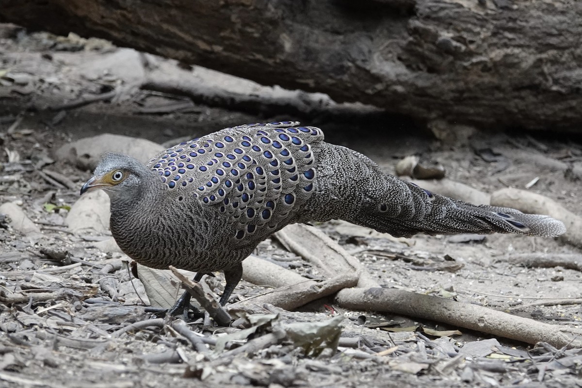 Gray Peacock-Pheasant - ML629939265