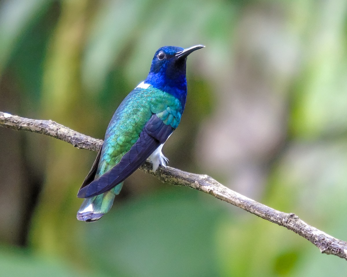 White-necked Jacobin - ML629939295