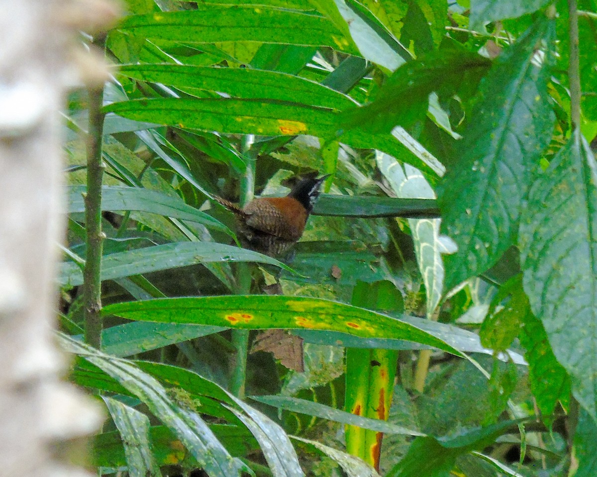 Bay Wren - ML629939392