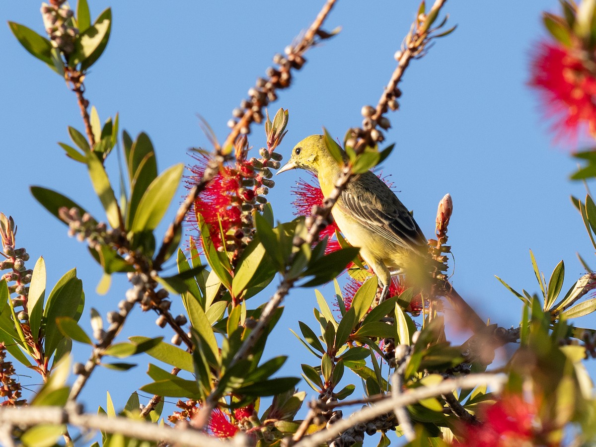 Orchard Oriole - ML629939425
