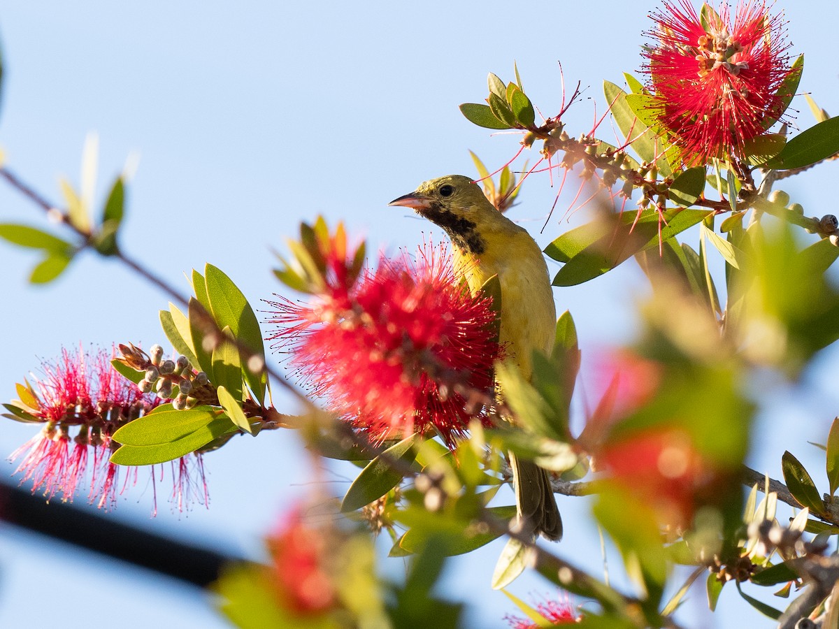 Orchard Oriole - ML629939426