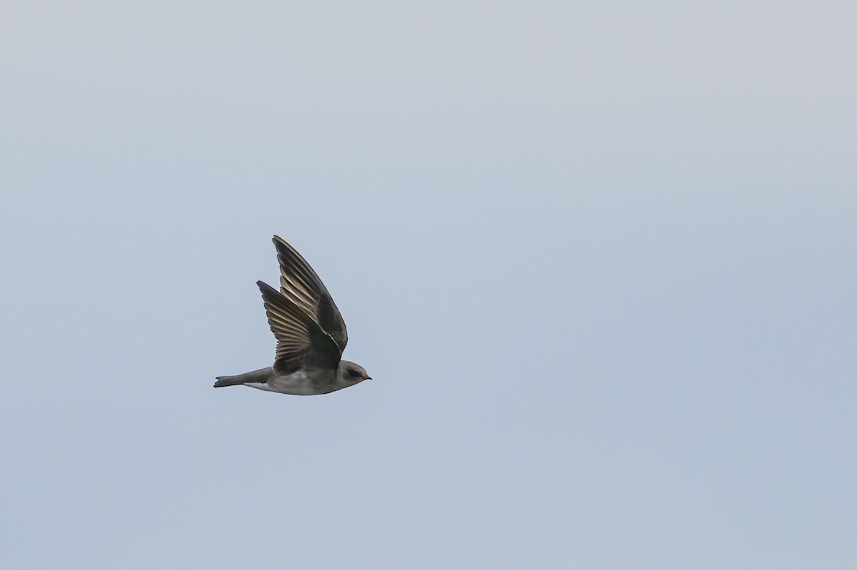 Northern Rough-winged Swallow - ML629939429