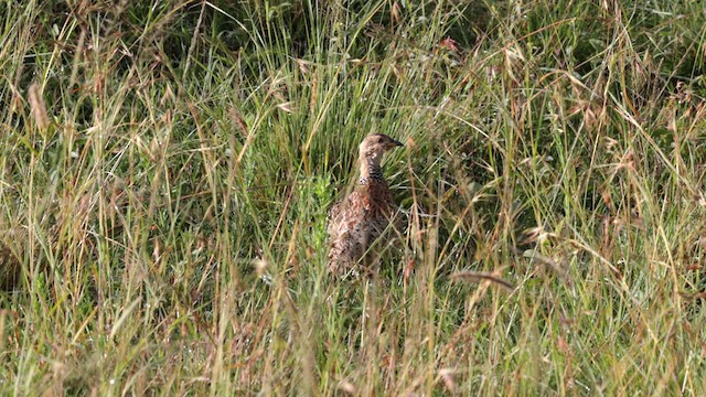 Red-winged Francolin - ML629939441