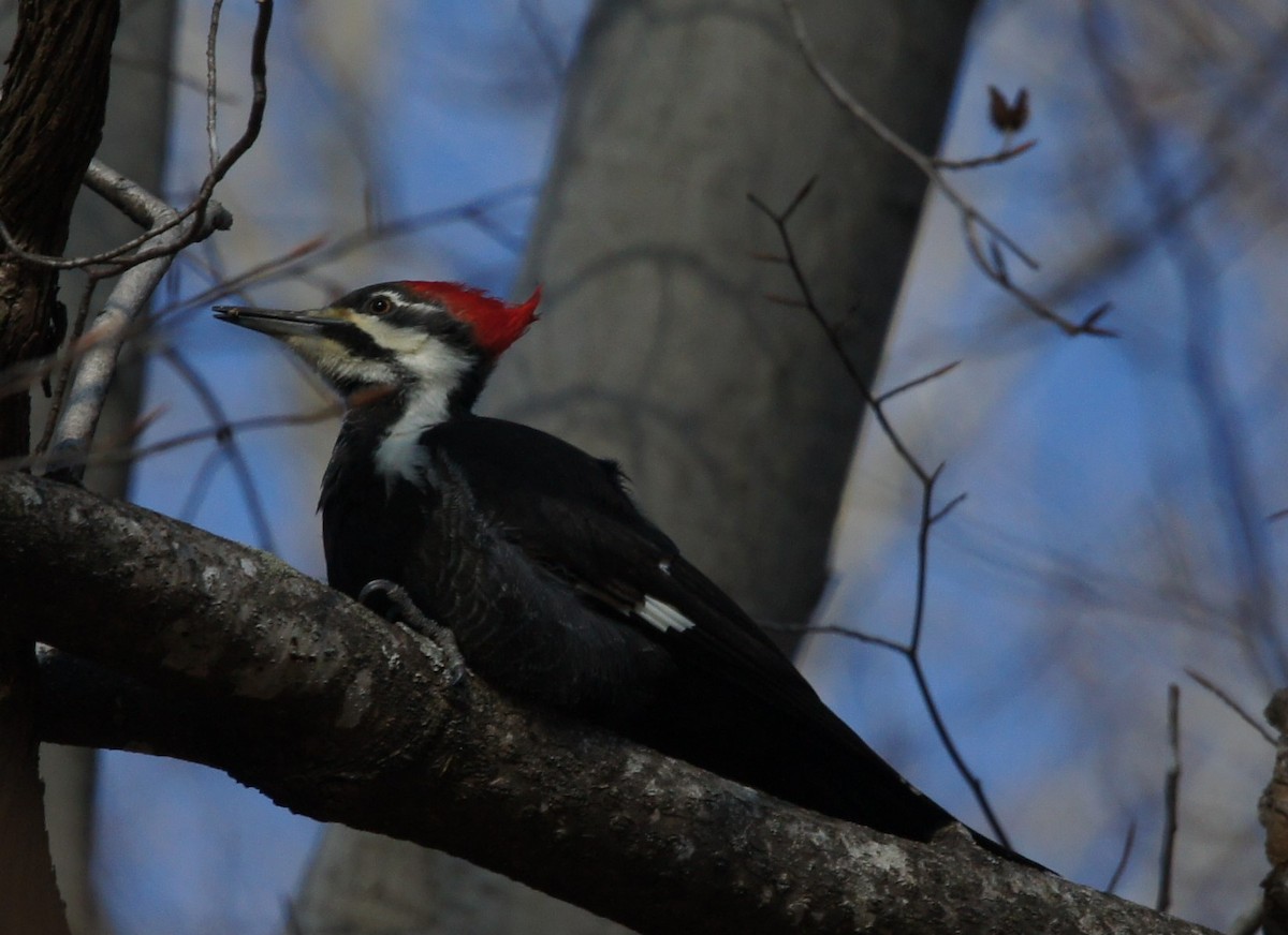 Pileated Woodpecker - ML629939453
