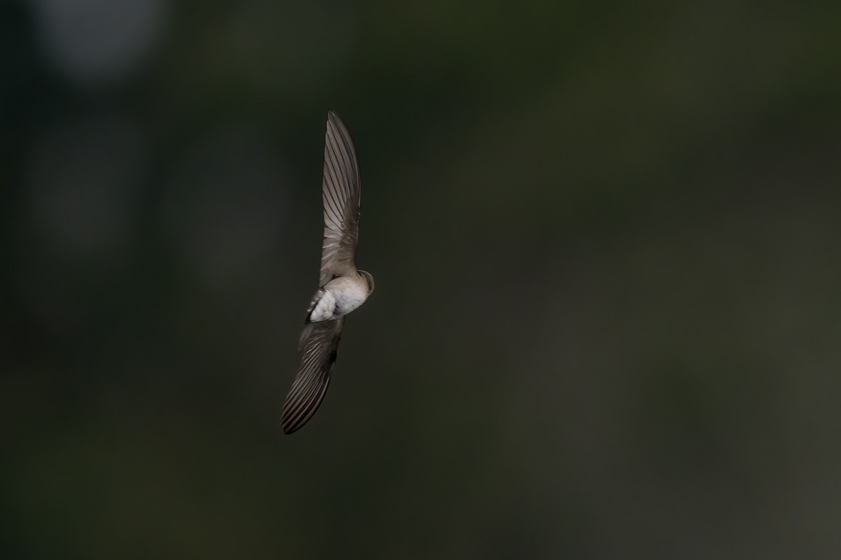 Northern Rough-winged Swallow - ML629939456