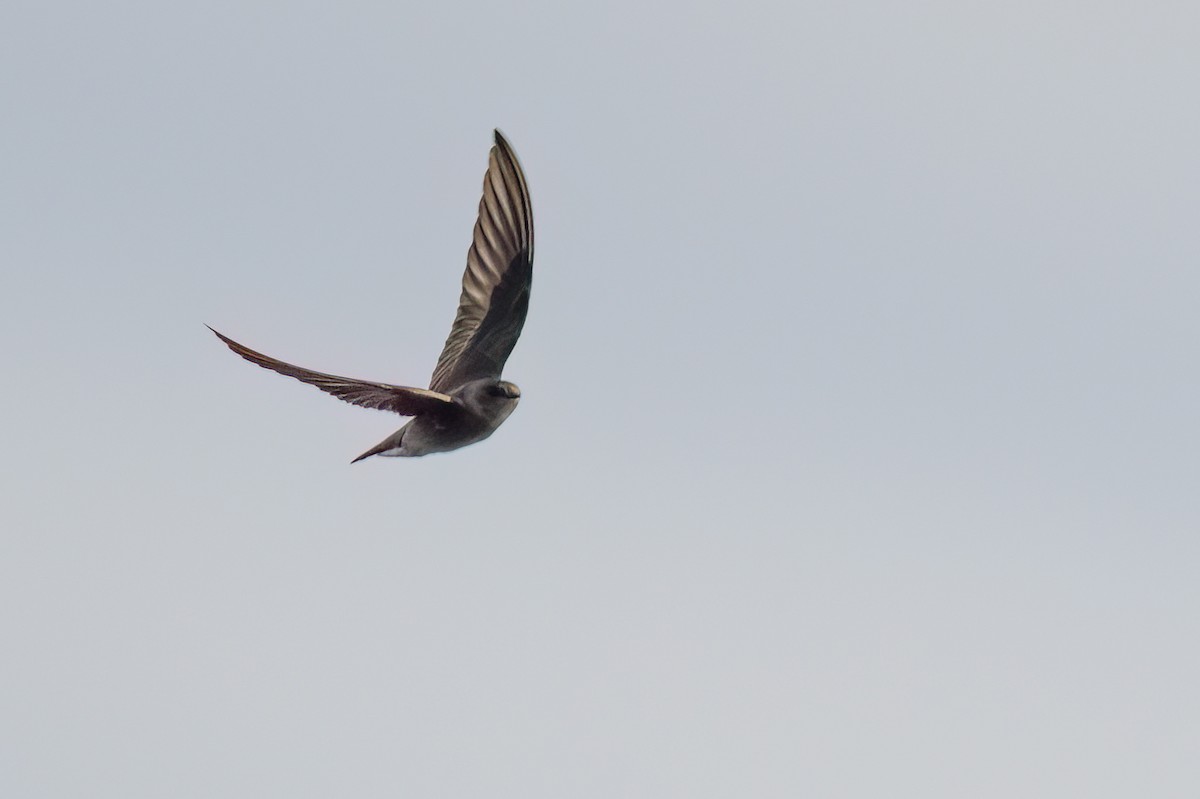Northern Rough-winged Swallow - ML629939465