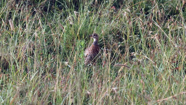 Red-winged Francolin - ML629939490
