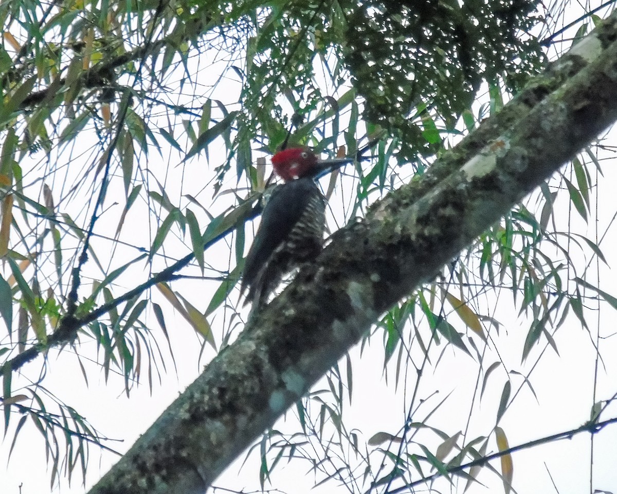 Guayaquil Woodpecker - ML629939514