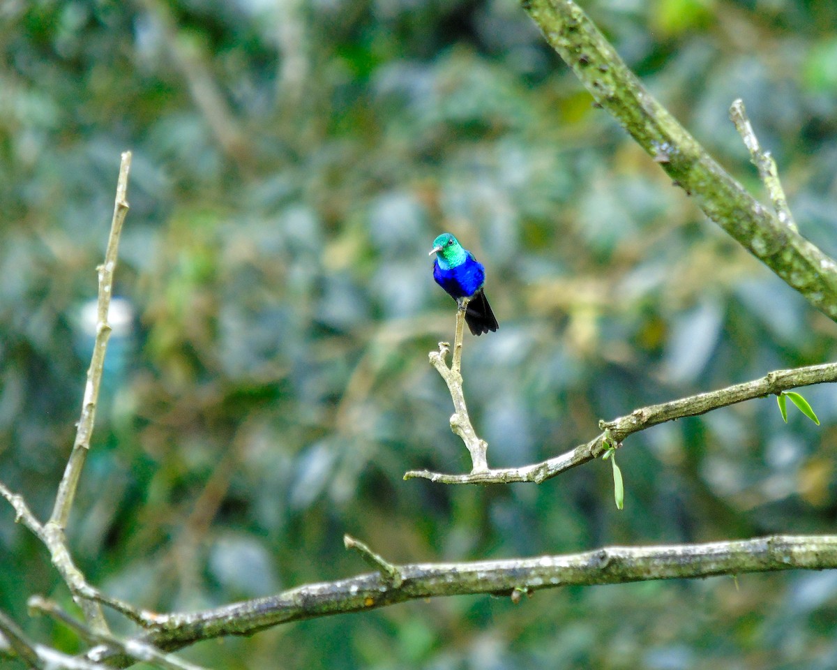Violet-bellied Hummingbird - ML629939521