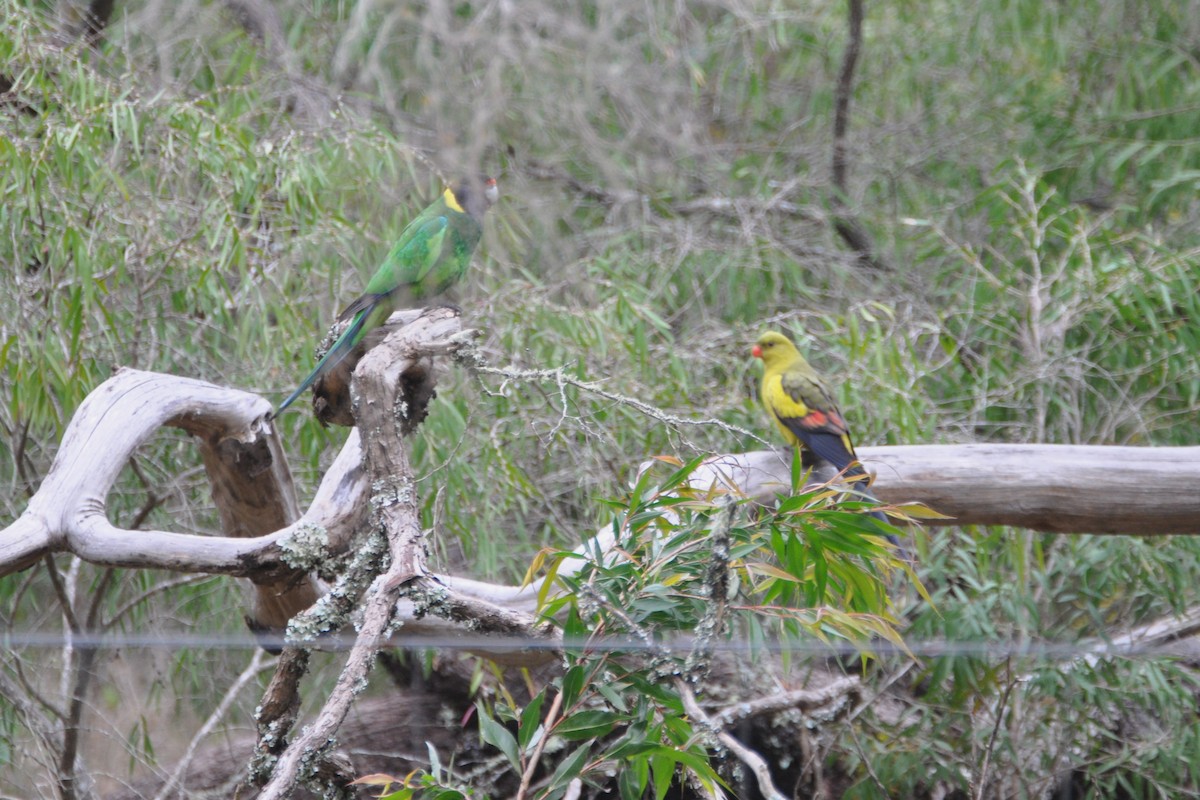 Regent Parrot - ML629939633