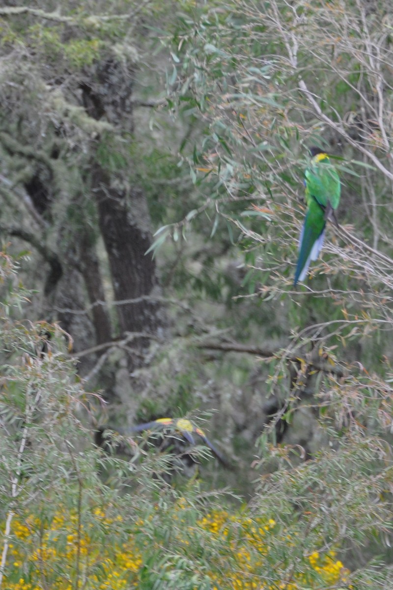 Regent Parrot - ML629939636