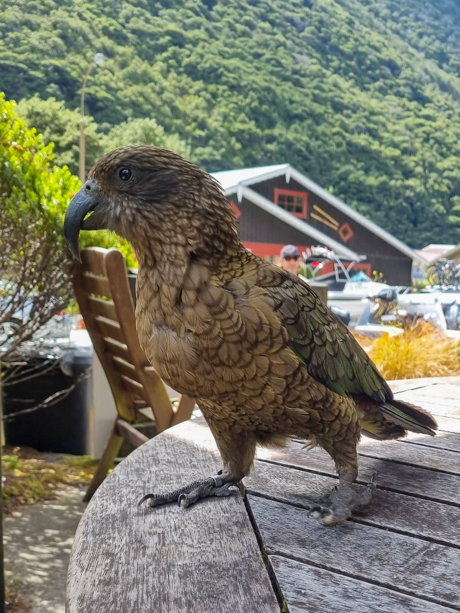 kea - ML629939637