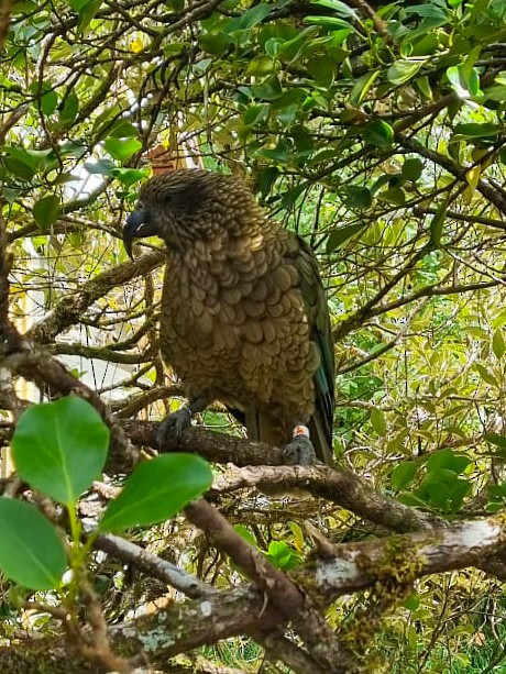 kea - ML629939638