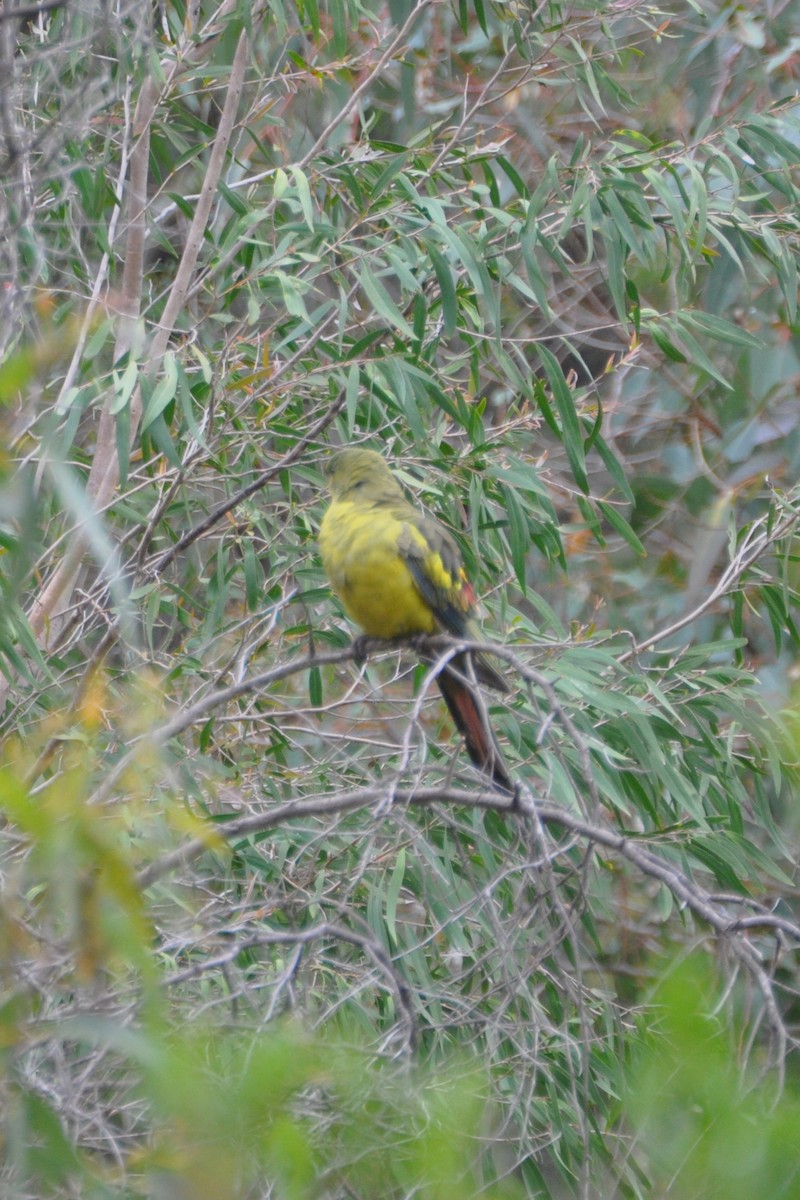 Regent Parrot - ML629939639
