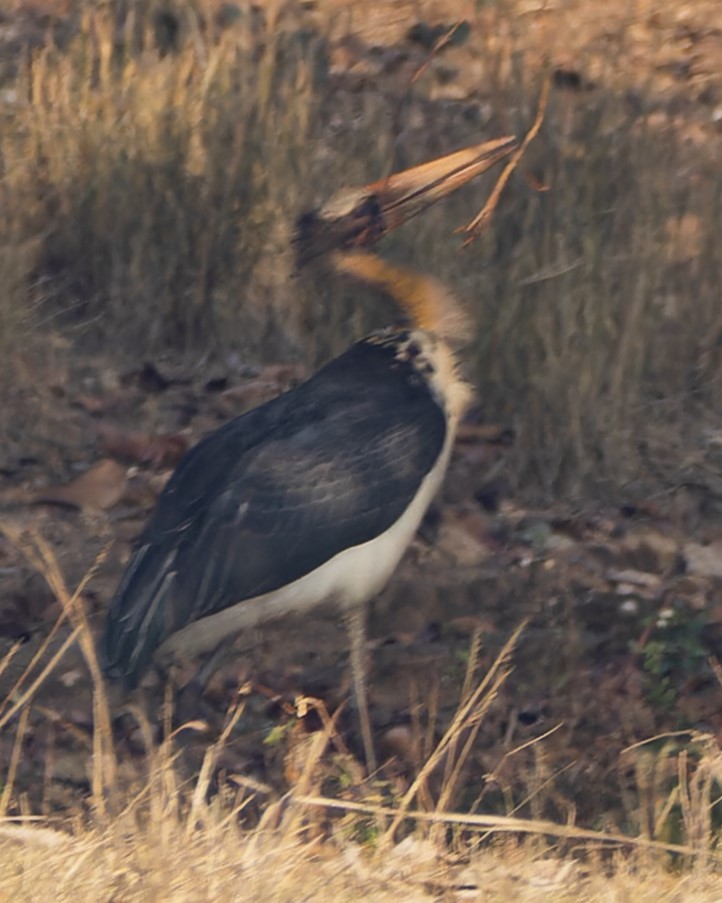 Lesser Adjutant - ML629939882