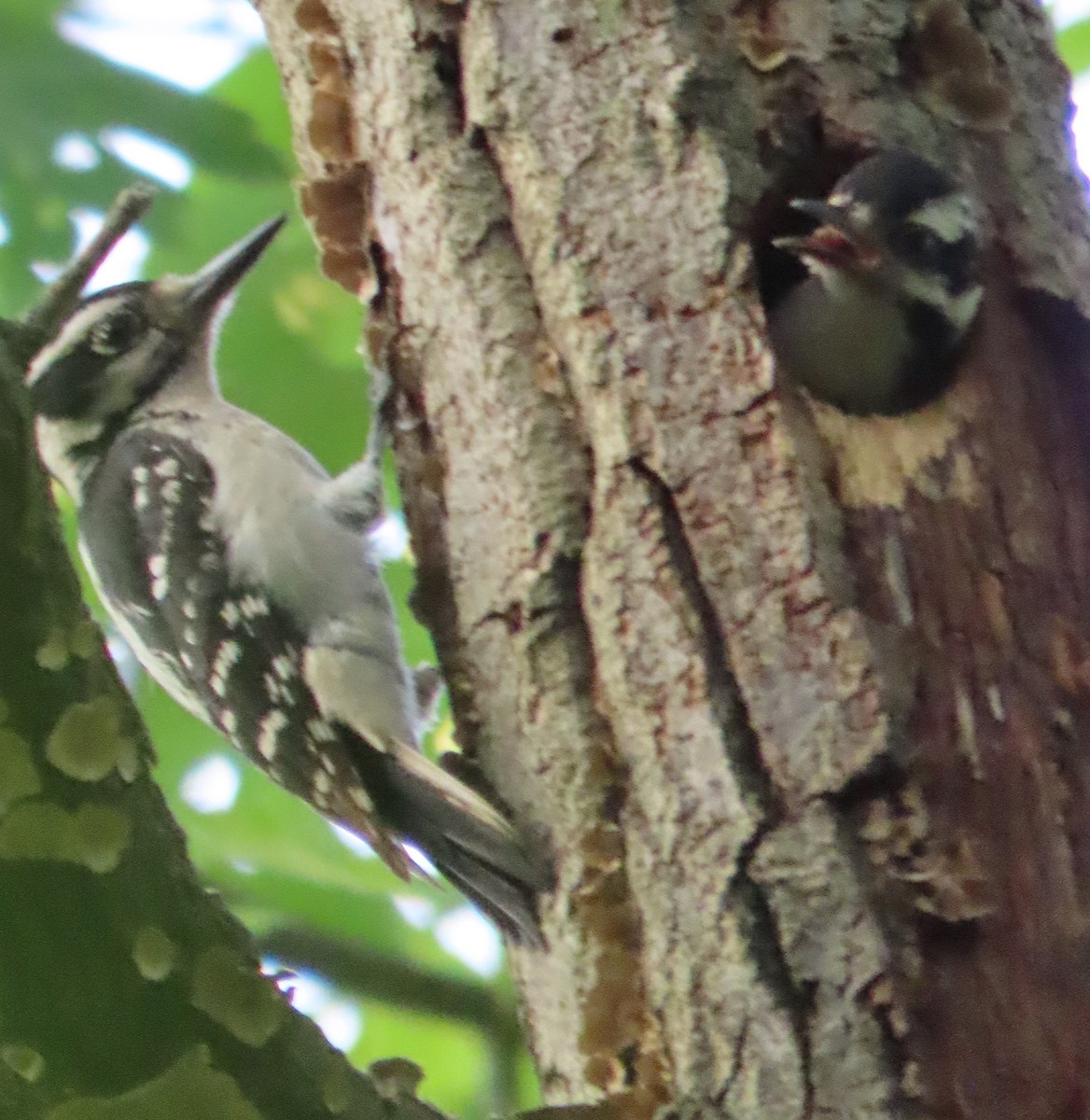Hairy Woodpecker - ML629939901