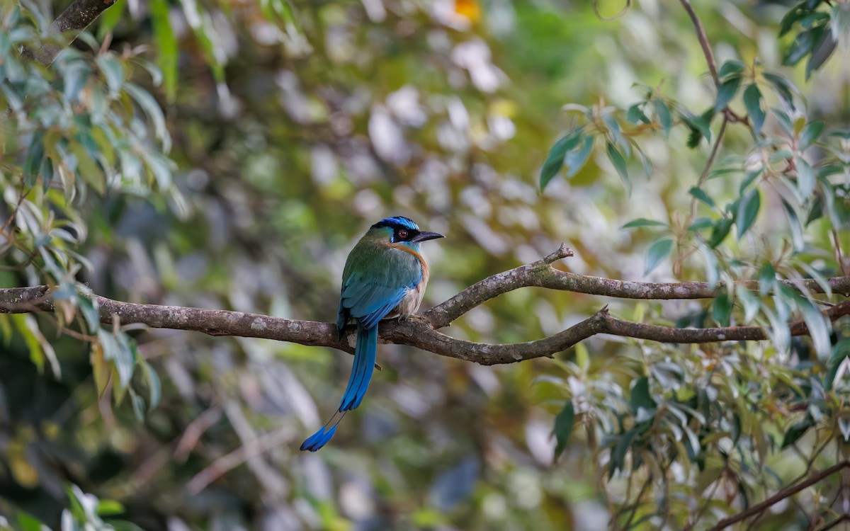 Lesson's Motmot - ML629940019