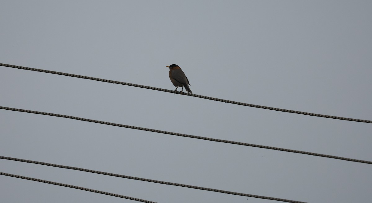 Brahminy Starling - ML629940022