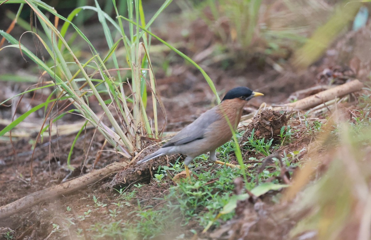 Brahminy Starling - ML629940026