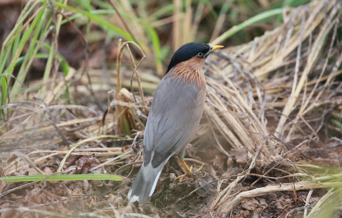 Brahminy Starling - ML629940027