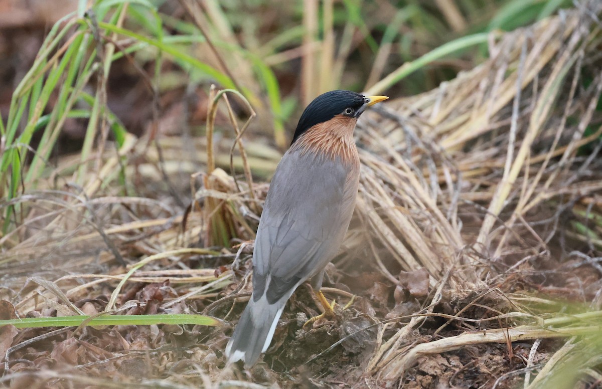 Brahminy Starling - ML629940028