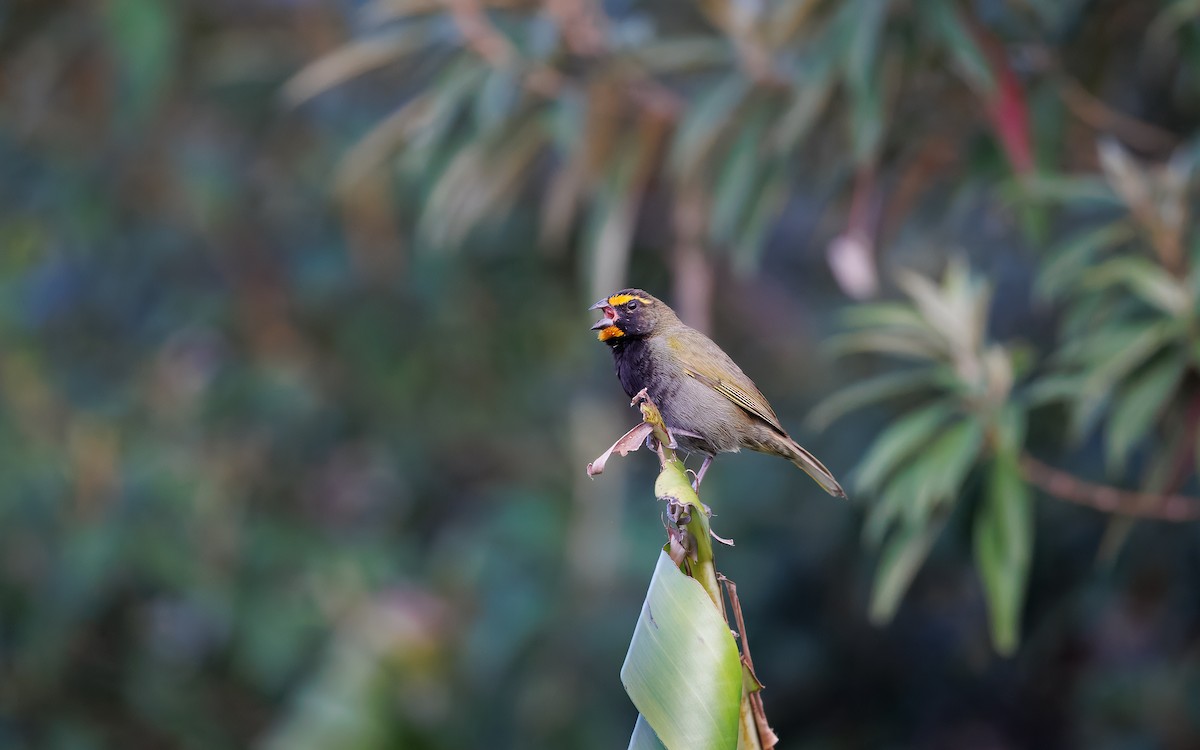 Yellow-faced Grassquit - ML629940043