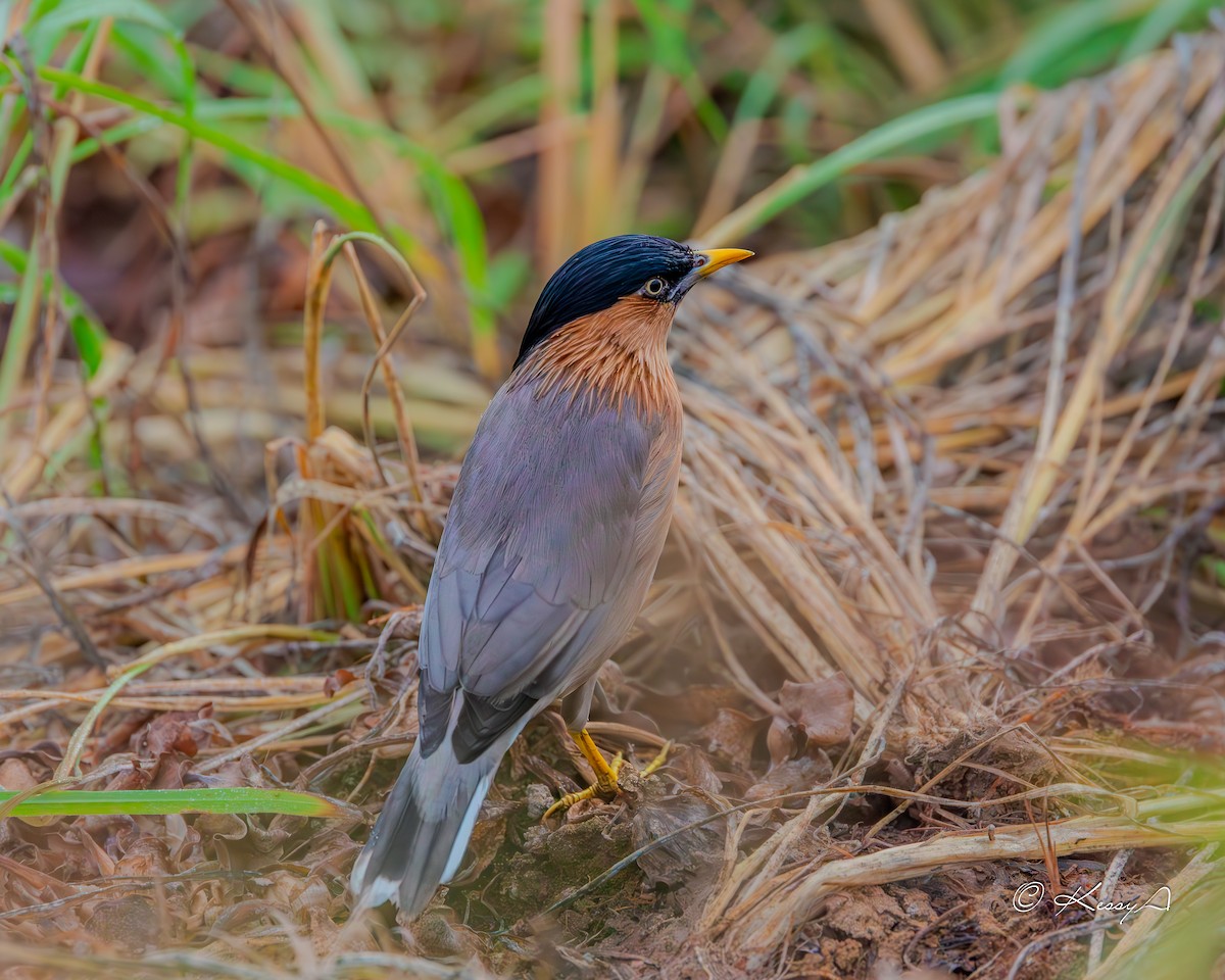 Brahminy Starling - ML629940131