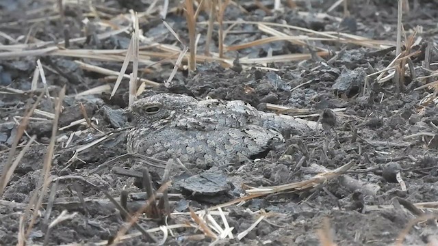 Sykes's Nightjar - ML629940270