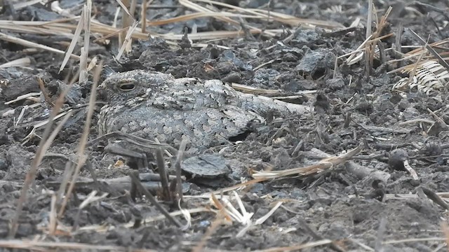 Sykes's Nightjar - ML629940309